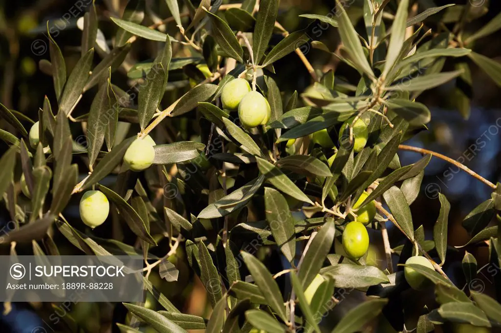 Close Up Of Green Olives On An Olive Tree;Comacchio Emilia-Romagna Italy