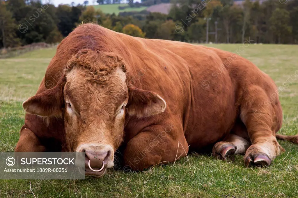 A Cow With A Nose Ring Laying Down In A Field;Alnwick Northumberland England