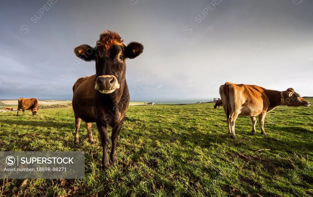 Cows In A Field With One Cow Staring At The Camera;Dumfries And Galloway Scotland