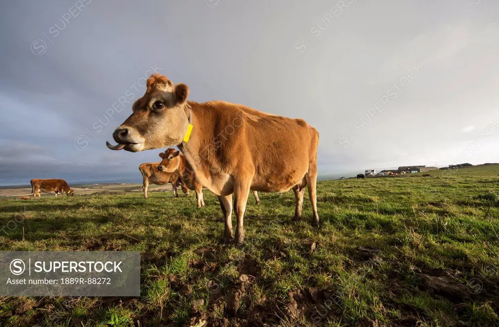 Cows In A Field With One Cow Sticking It's Tongue Out;Dumfries And Galloway Scotland