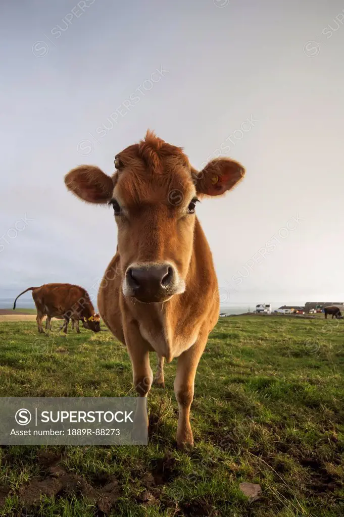 A Cow Staring At The Camera;Dumfries And Galloway Scotland