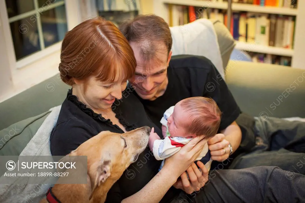 A mother and father hold a newborn baby and introduce him to the family dog;Willimantic connecticut united states of america