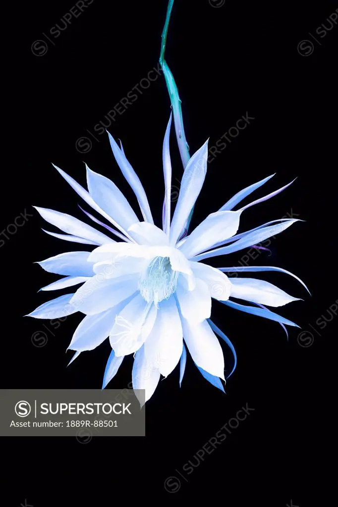 The queen of the night blooming cereus cactus;Anchorage alaska united states of america