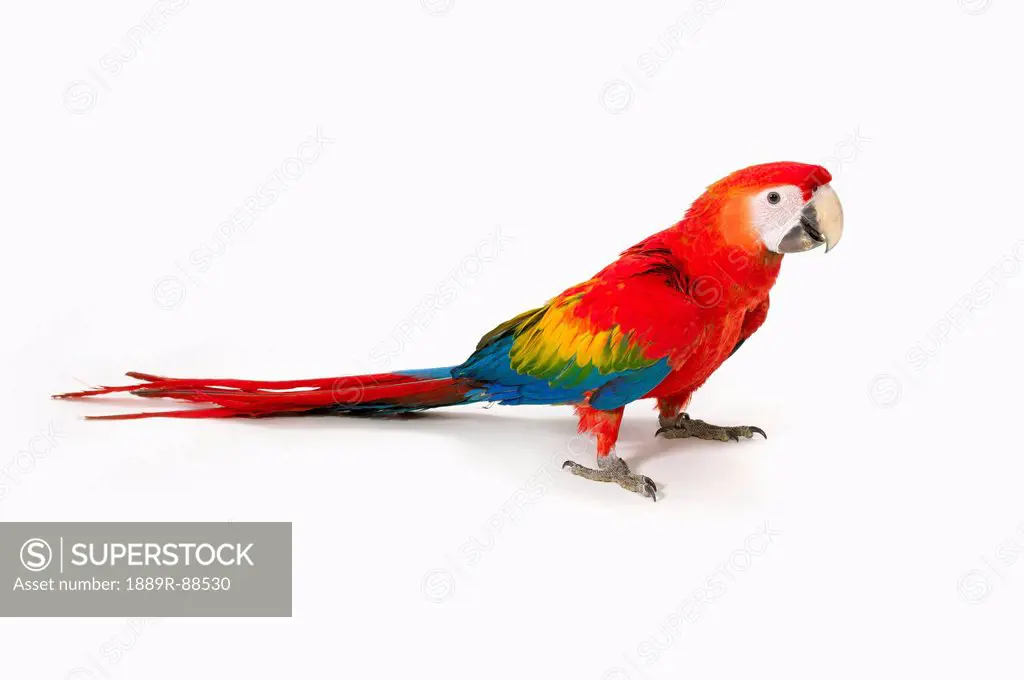 A scarlet macaw parrot on white background