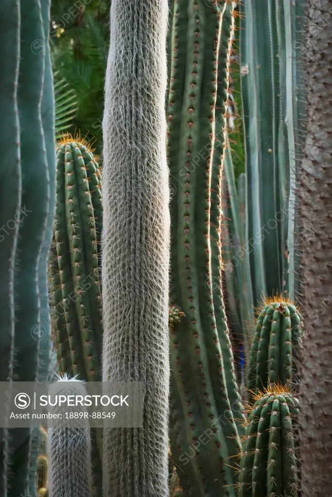 Close up of the detail of cactus plants at majorelle garden;Marrakech morocco