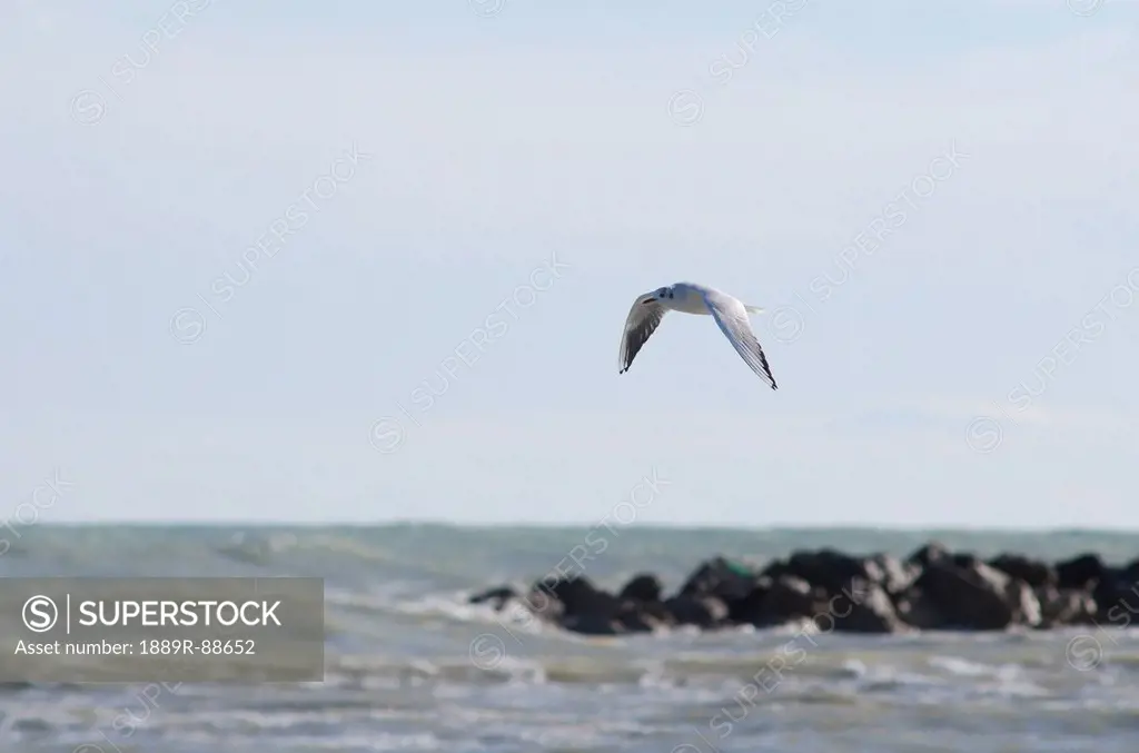 Seagull in flight with wavy sea and rocks in background;Porto san giorgio marche italy