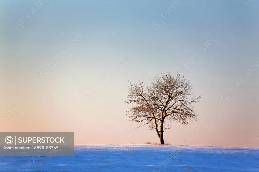 One isolated tree in a snow covered field lit with the warm light at sunrise with blue sky;Cochrane alberta canada