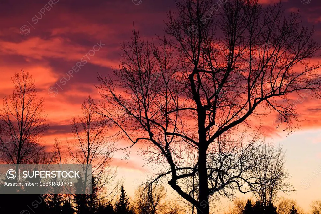 Fiery red dramatic sky with silhouetted tree branches at sunrise;Calgary alberta canada