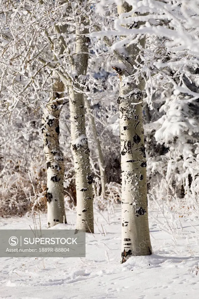 A row of tree trunks with snow covered branches in a snow covered area;Calgary alberta canada