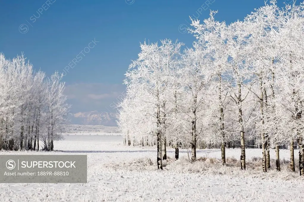 Two groupings of frost covered trees in a snow covered field with mountains in the background and blue sky;Alberta canada