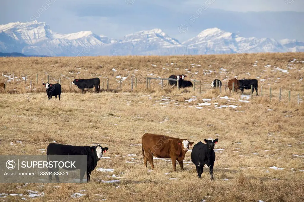 Cattle in a field with snow covered mountains in the background;Cochrane alberta canada