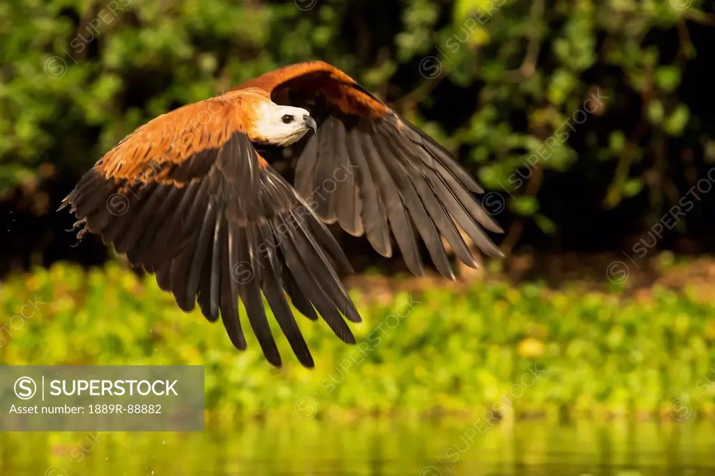 Black-collared hawk (busarellus nigricollis) in flight over the pixiam river;Pantanal brazil