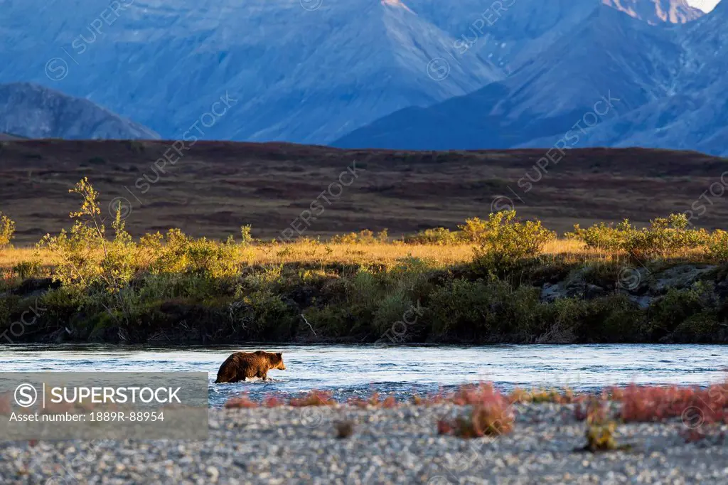 A bear in noatak river brooks range gates of the arctic national park northwestern alaska;Alaska united states of america