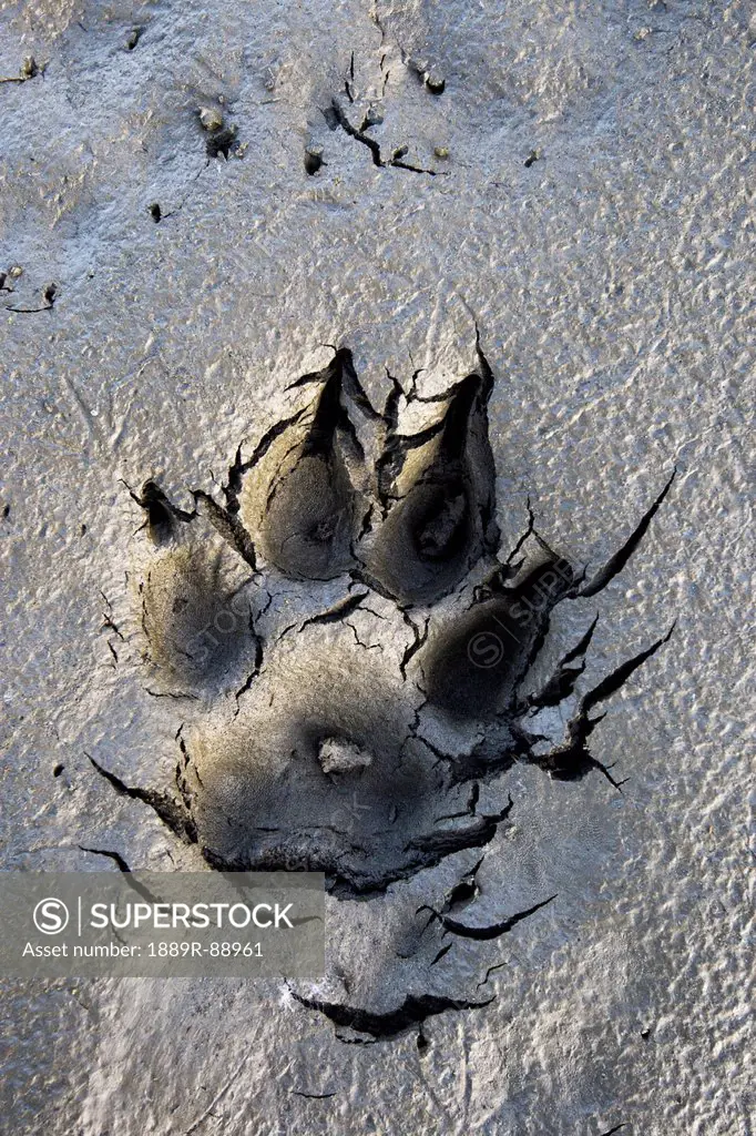 Wolf tracks in the brooks range gates of the arctic national park northwestern alaska;Alaska united states of america