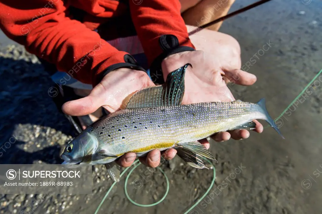 A fresh grayling fish caught by fly fishing in the noatak river and brooks range gates of the arctic national park northwestern alaska;Alaska united s...