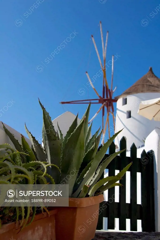 Cactus plants in pots and a white building against a blue sky;Oia greece