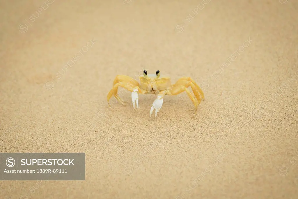 Crab on the sand in praia sancho;Fernando de noronha pernambuco brazil