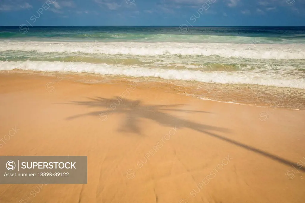 Shadow of a palm tree on the sand at praia do boldro;Fernando de noronha pernambuco brazil