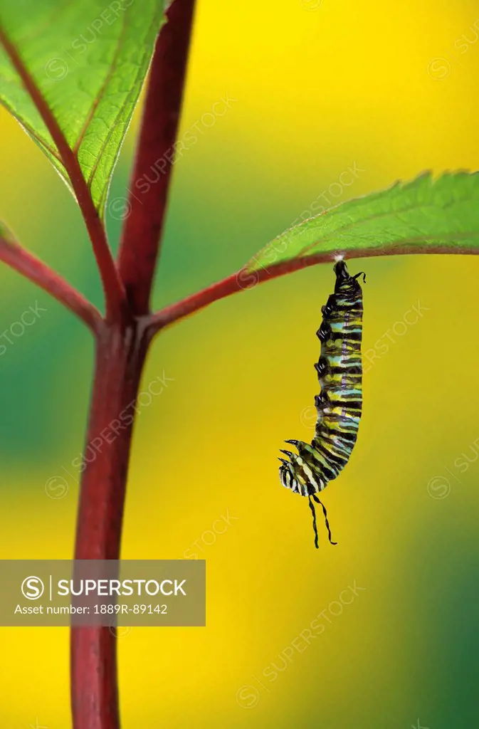 Caterpillar hanging from a plant stem;British columbia canada
