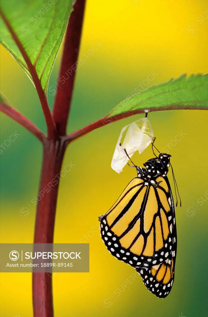 Monarch butterfly beginning to emerge from chrysalis during pupa stage of butterfly metamorphosis;British columbia canada