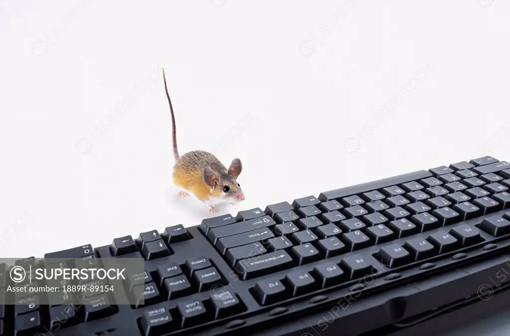 A mouse beside a computer keyboard;British columbia canada