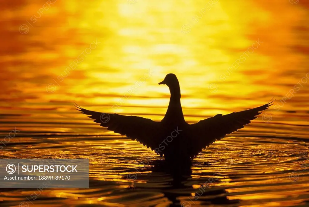 Mallard with extended wings landing on water at sunset;British columbia canada
