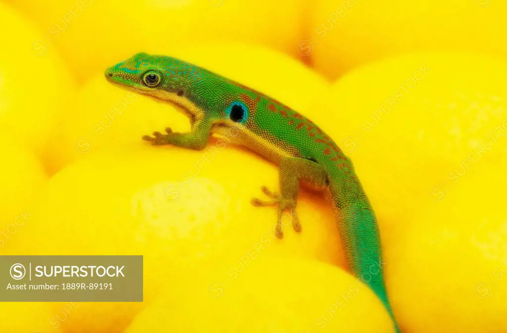 Day gecko on ear of yellow corn;British columbia canada