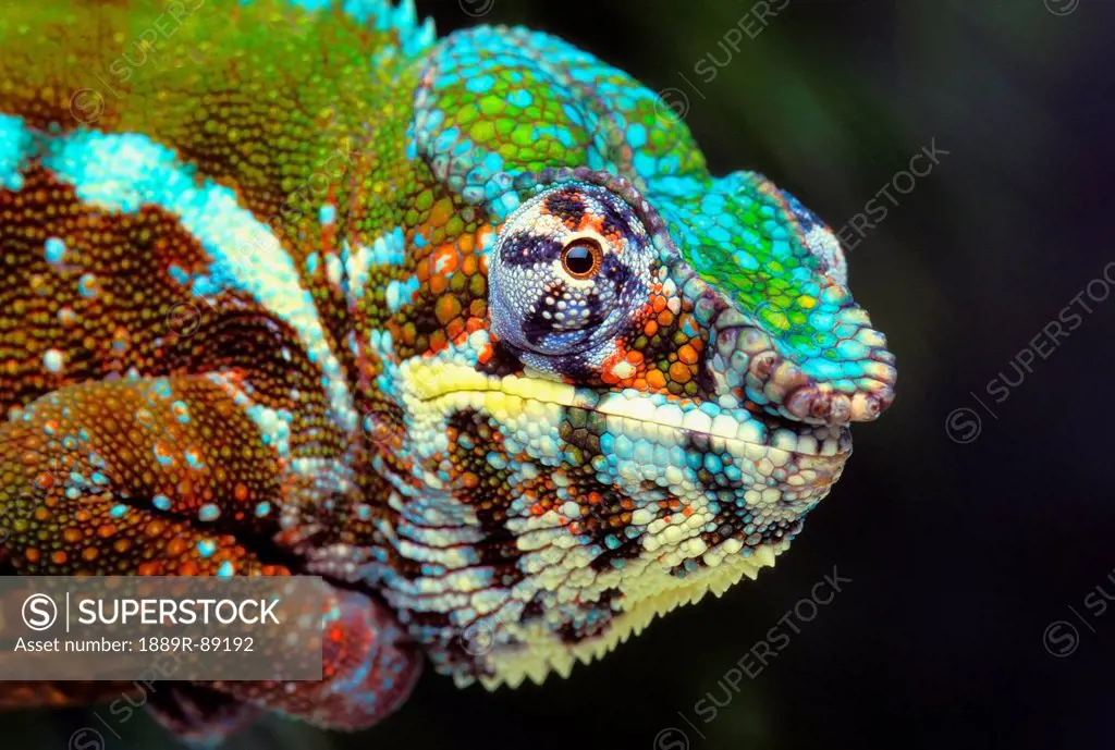 Male panther chameleon (furcifer pardalis);British columbia canada