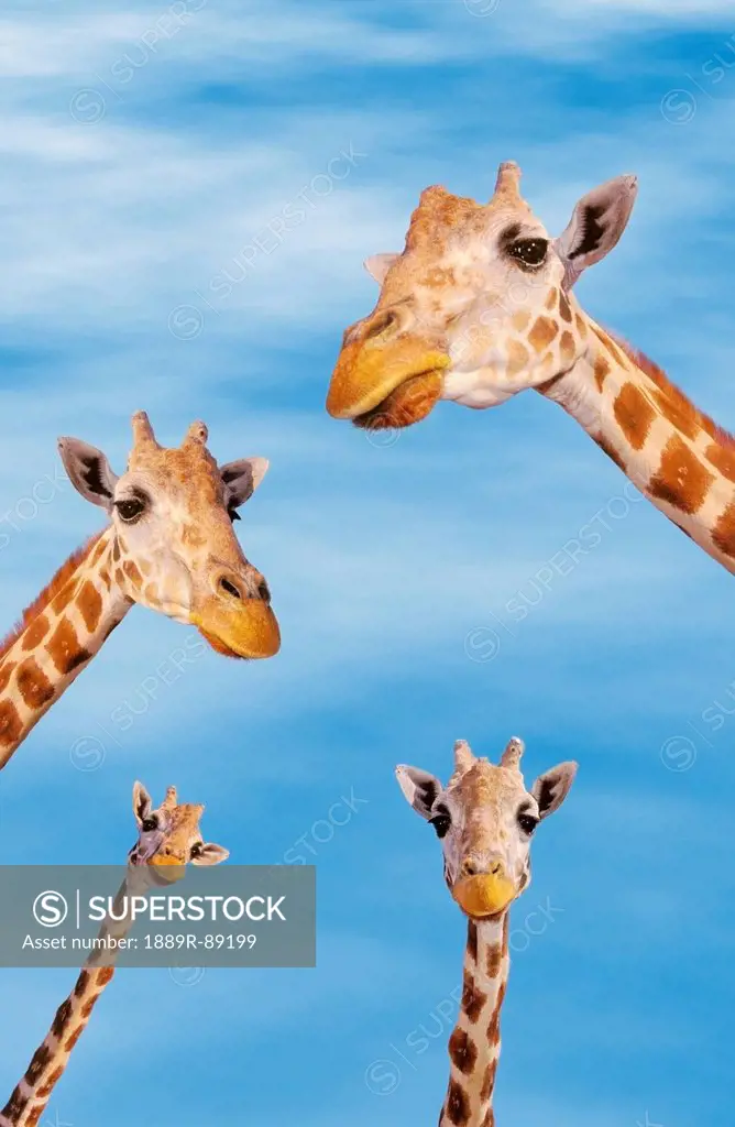 Four giraffes looking downward;Africa