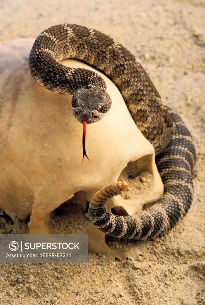 Northern rattlesnake (crotalus horridus) coiled around human skull;British columbia canada