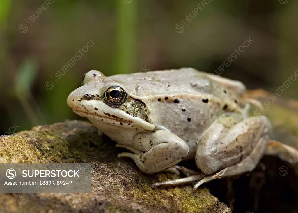 Tree frog up close on a rock in the summer;Palmer alaska united states of america
