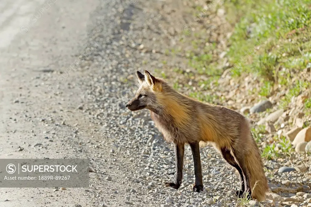 A cross fox shows it's profile view at denali national park;Alaska united states of america