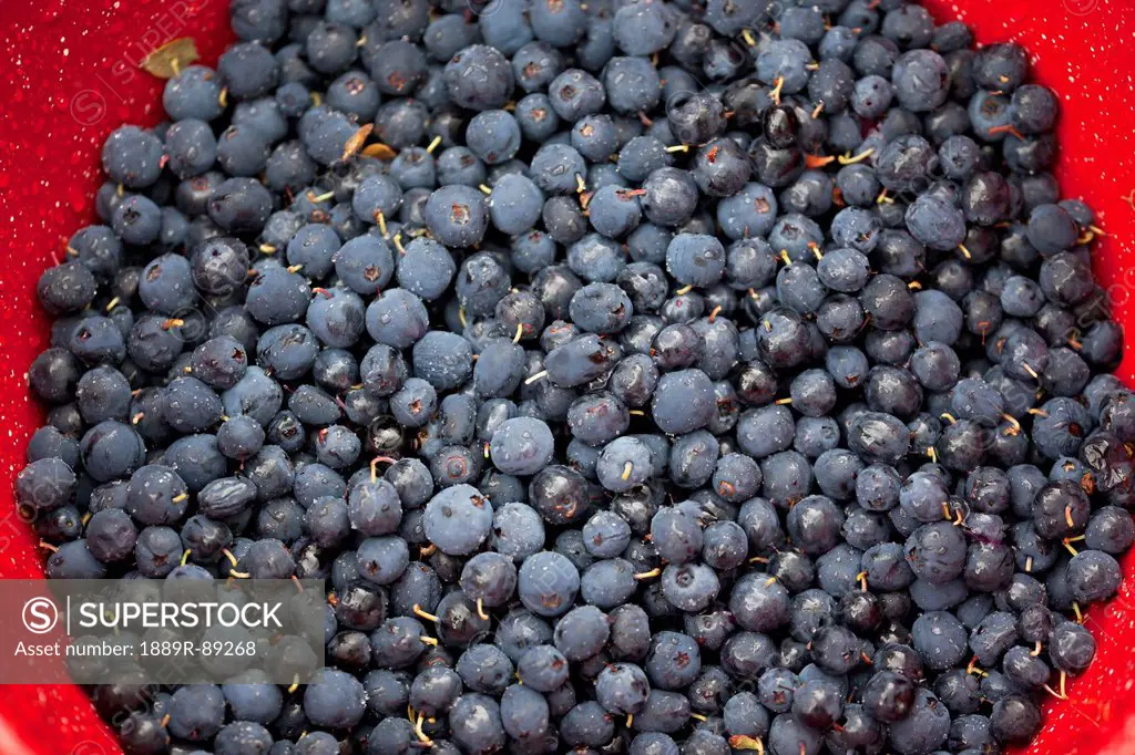 A bowl of blueberries;Alaska united states of america