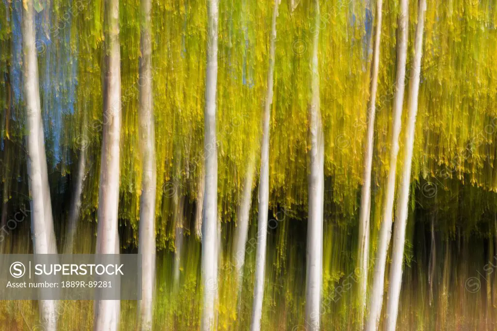 Abstract birch tree detail chena lakes recreation area in autumn;Fairbanks alaska united states of america