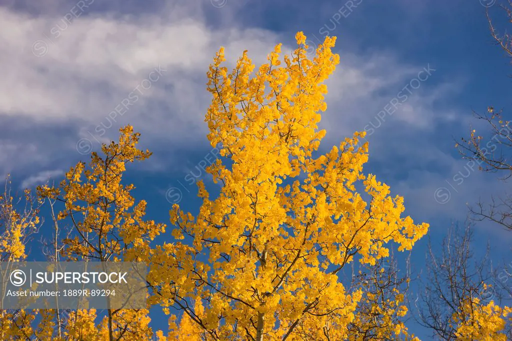 Aspen autumn foliage along the parks highway just south of fairbanks;Nenana alaska united states of america