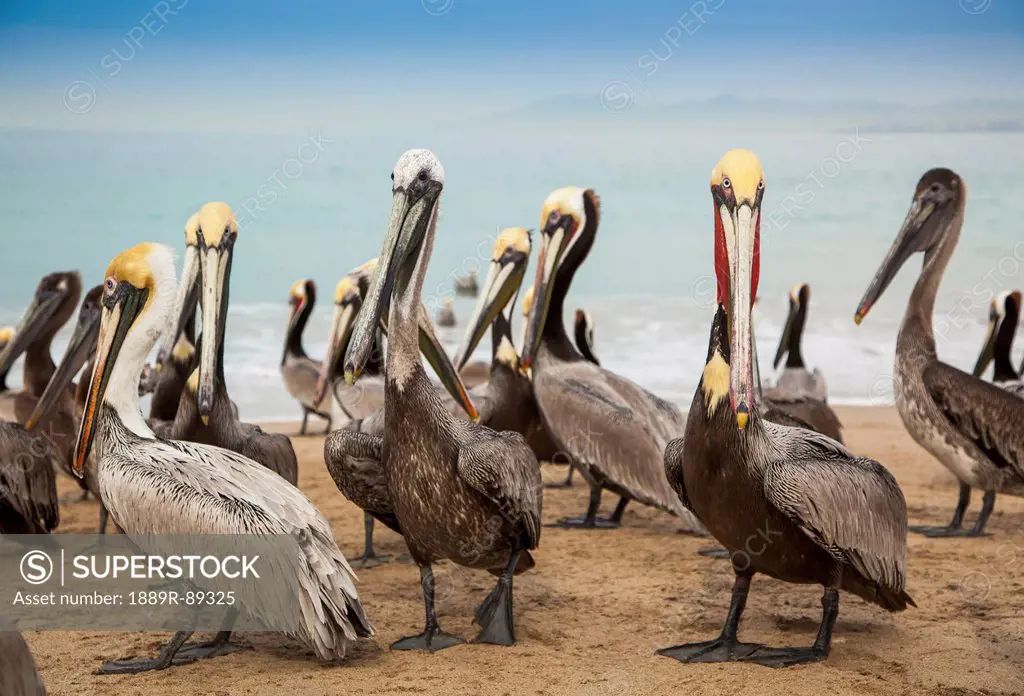 Pelicans on the beach;Puerto vallarta mexico