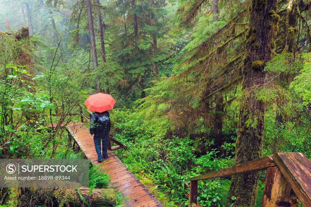 Hiker in the rain pacific rim national park;Vancouver island british columbia canada