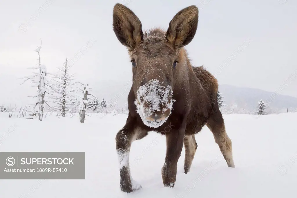Captive young bull Moose in deep snow at the Alaska Wildlife Conservation Center in Portage, Southcentral Alaska, Winter