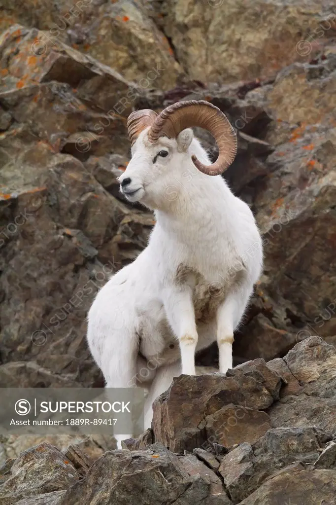 Dall ram watches an ewe below from the rocks of the Chugach Mountains in November, Southcentral Alaska near Anchorage.