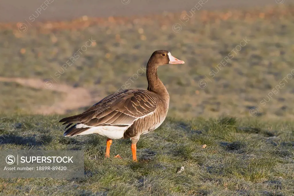 A Greater White-fronted goose in Midtown Anchorage during Autumn migration, Southcentral Alaska.