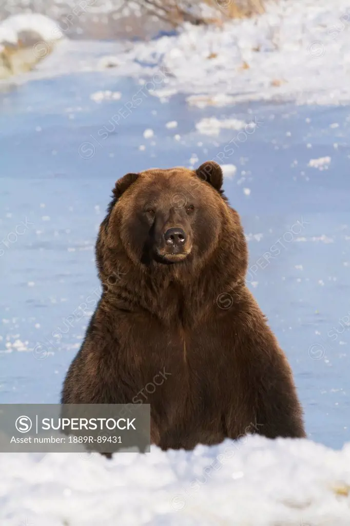 Captive large Brown bear male sits in snow near frozen lake at the Alaska Wildlife Conservation Center in Portage, Southcentral Alaska, Autumn