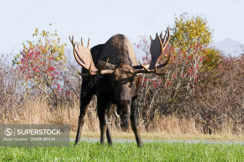 A large bull moose feeds near Point Woronzof in West Anchorage during Autumn, Southcentral Alaska.