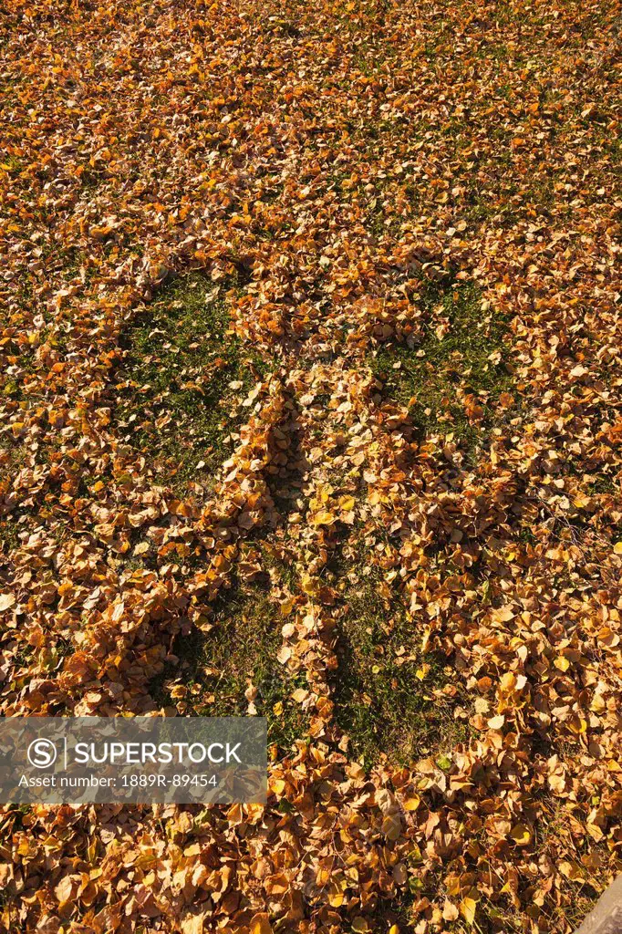 Leaf Angel imprint in fallen fall leaves, Russian Jack Park, Anchorage, Southcentral Alaska, USA.