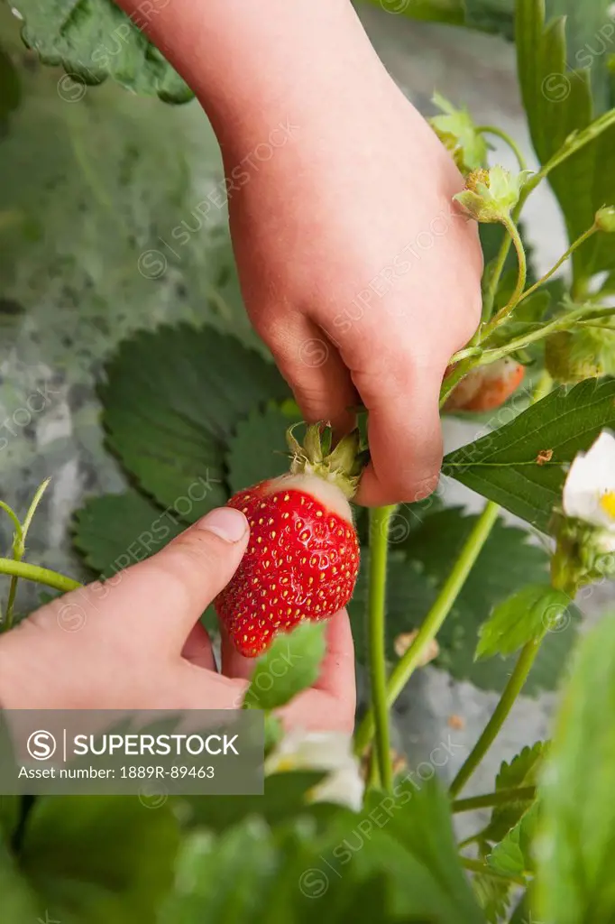 Detail of child's hand picking organiclly grown Strawberries out of a raised bed garden, Anchorage, Southcentral Alaska, USA. MR Smith-Pia-Marie