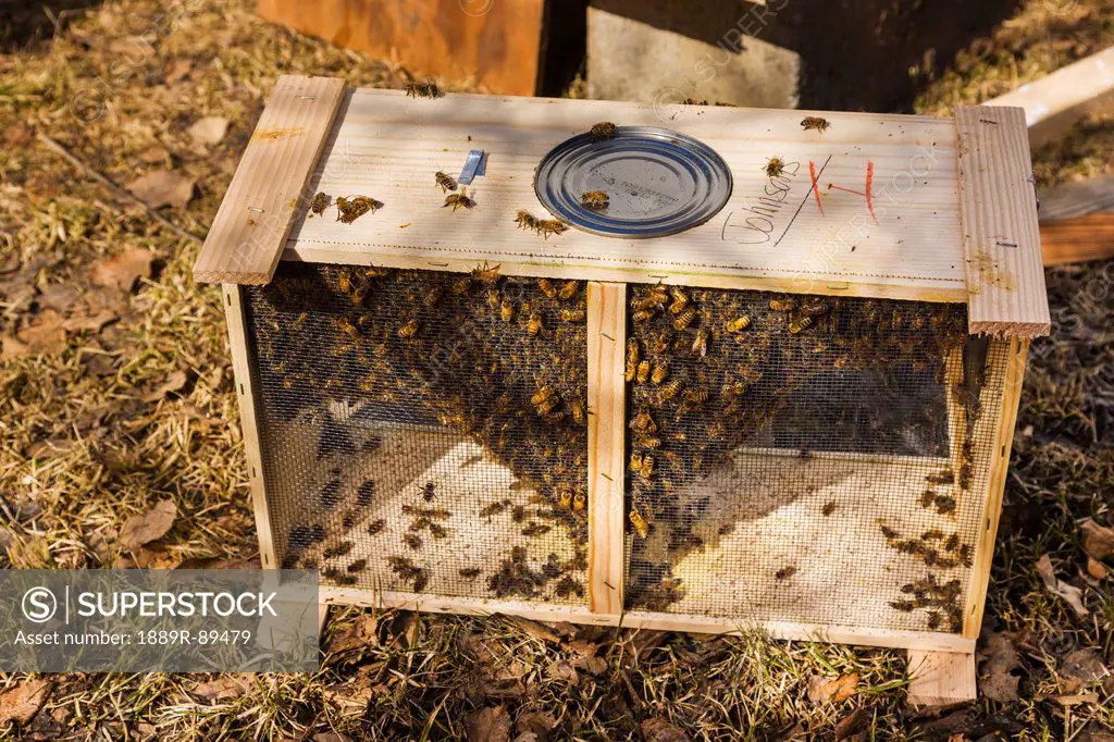 A colony of bees waiting to be transfered into a hive at the start of the season, Anchorage, Southcentral Alaska, USA.