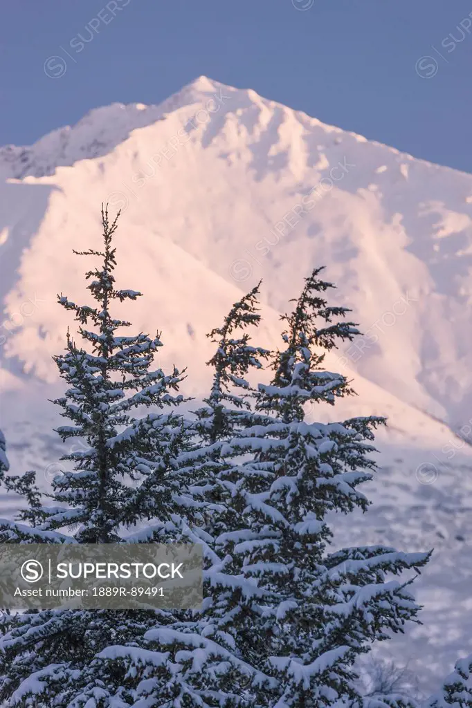 Mountain Hemlock trees are silhouetted against the setting sun shining on Lark Mountain, Chugach National Forest, Winter, Moose Pass, Southcentral Ala...