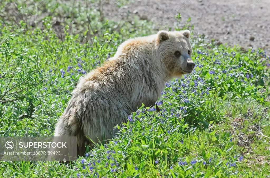 Grizzly Bear (Ursus arctos) walking through Chiming Bell flowers at Highway Pass in Denali National Park, Alaska