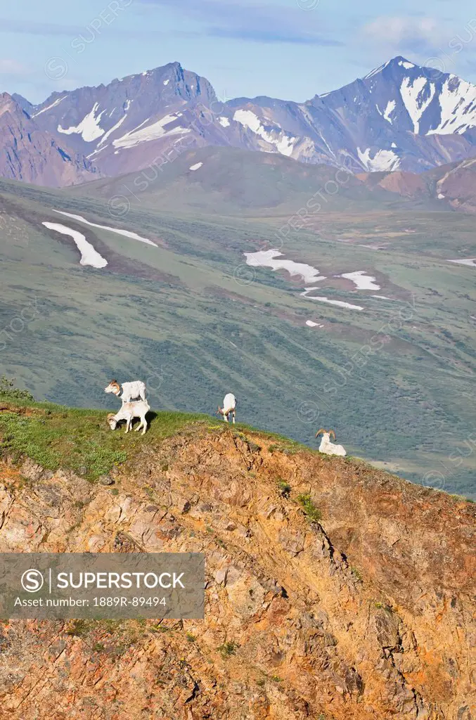 Dall Sheep (Ovus dalli) rams with high mountains in background at Polychrome Pass in Denali National Park, Alaska