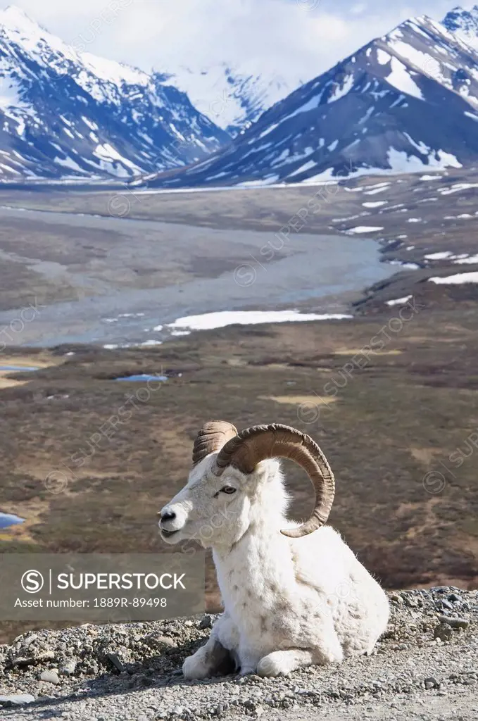 Dall Sheep Ram (Ovus dalli) resting on roadside at Polychrome Pass with Alaska Range Mountains in the background in Denali National Park, Alaska
