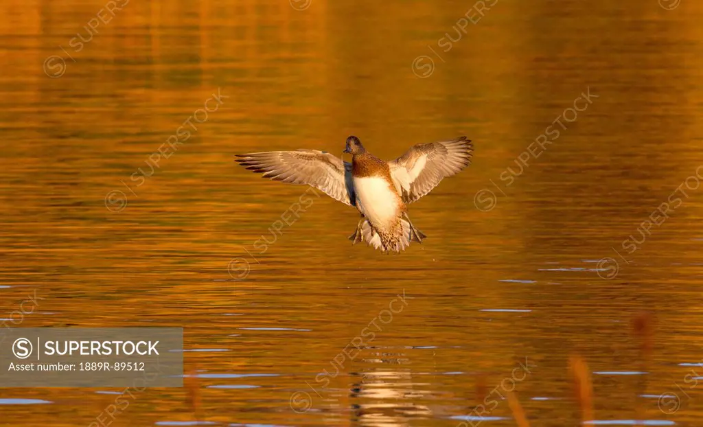 A drake Widgeon flares its wings and prepares to land at Potter Marsh south of Anchorage in Autumn, Southcentral Alaska.